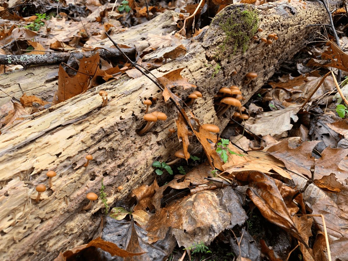 Mushrooms growing on a log