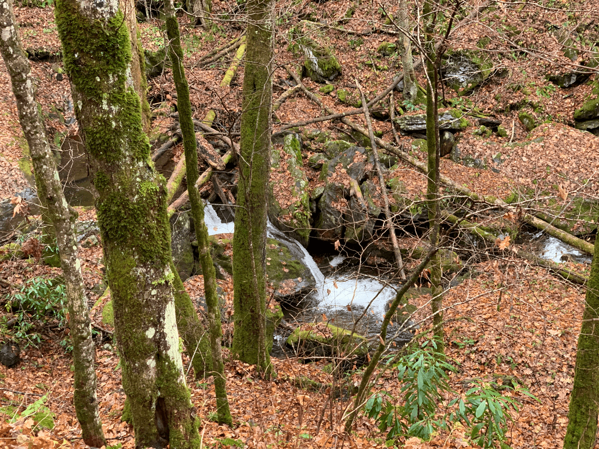 a small waterfall in the woods framed by mossy trees